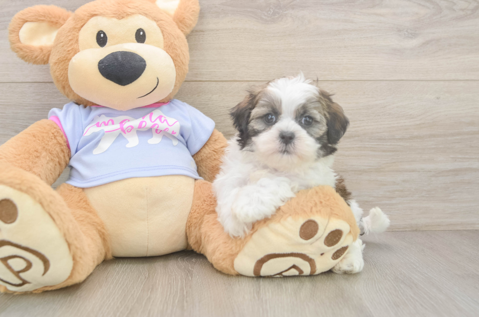 6 week old Teddy Bear Puppy For Sale - Puppy Love PR