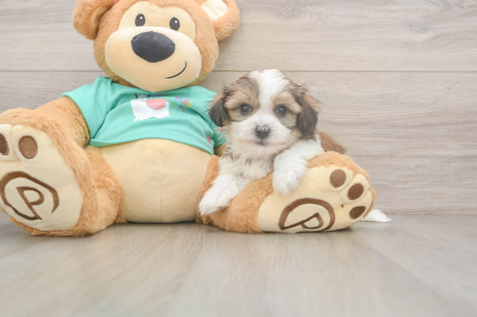 Sweet Teddy Bear Baby