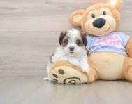 5 week old Teddy Bear Puppy For Sale - Puppy Love PR