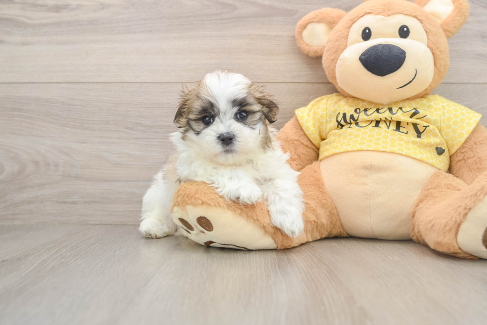 Playful Shichon Designer Puppy
