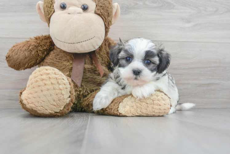 Meet Elijah - our Teddy Bear Puppy Photo 1/3 - Puppy Love PR Little Shi Chon Designer Puppy