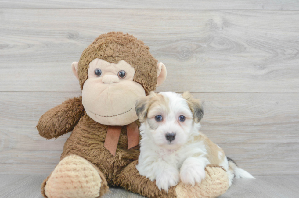 6 week old Teddy Bear Puppy For Sale - Puppy Love PR