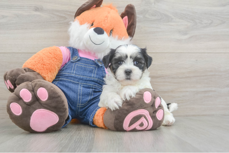 Teddy Bear Pup Being Cute