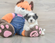 6 week old Teddy Bear Puppy For Sale - Puppy Love PR