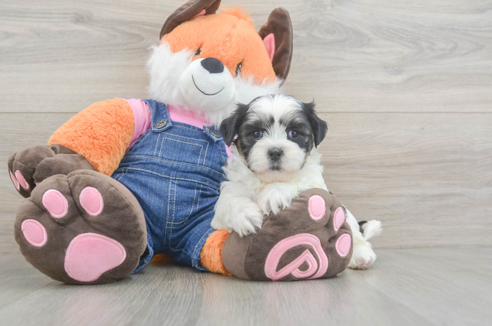 5 week old Teddy Bear Puppy For Sale - Puppy Love PR