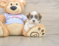 7 week old Teddy Bear Puppy For Sale - Puppy Love PR