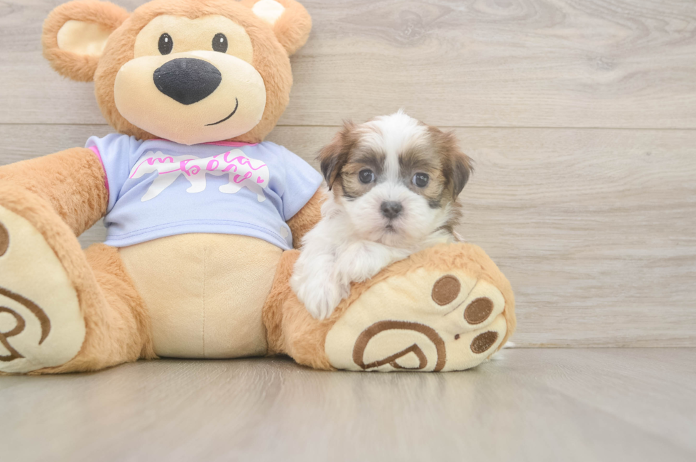 6 week old Teddy Bear Puppy For Sale - Puppy Love PR