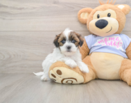 5 week old Teddy Bear Puppy For Sale - Puppy Love PR
