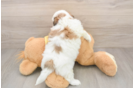 Best Teddy Bear Baby