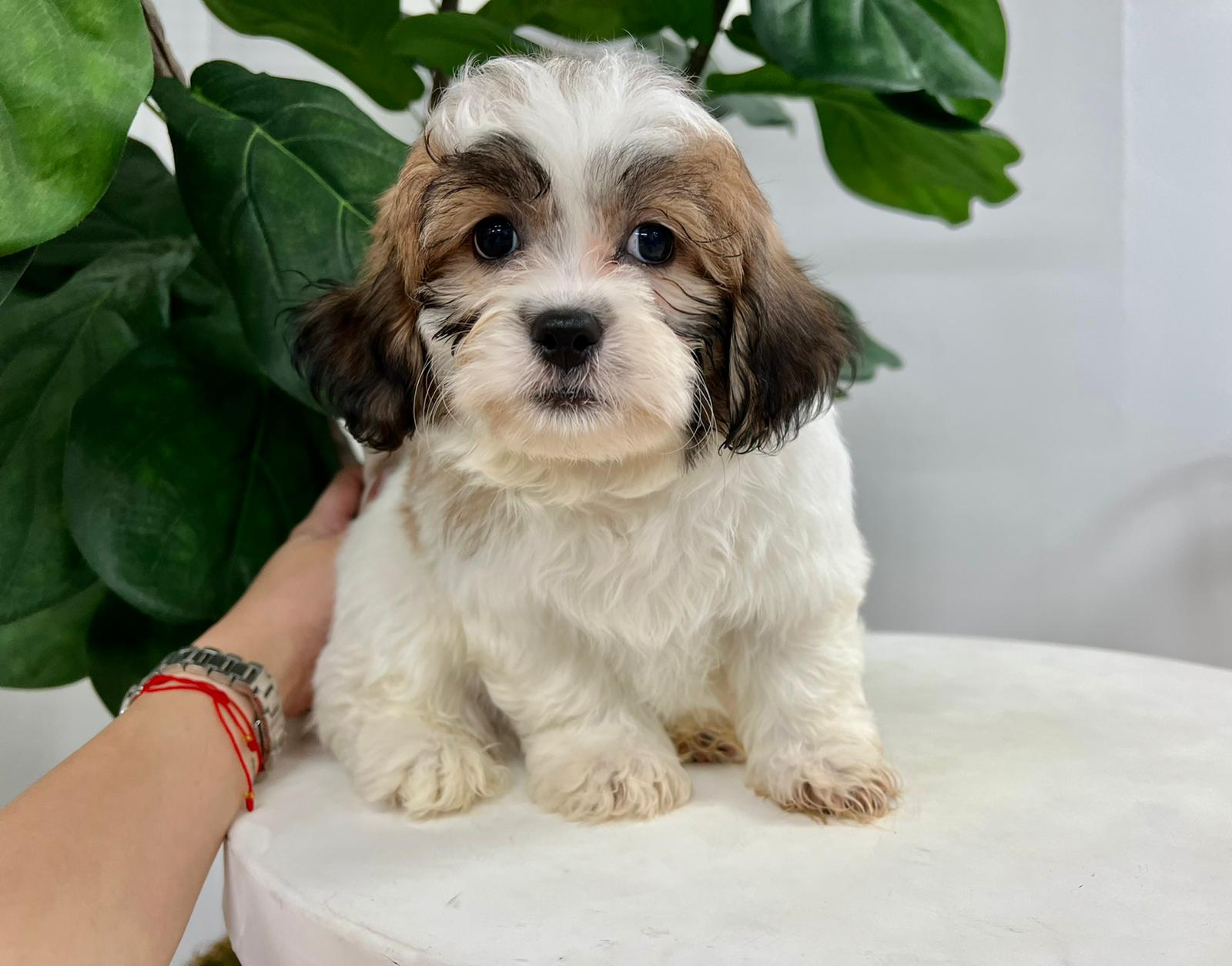 Teddy Bear Pup Being Cute