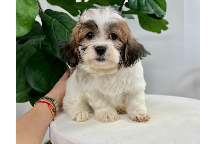 Teddy Bear Pup Being Cute