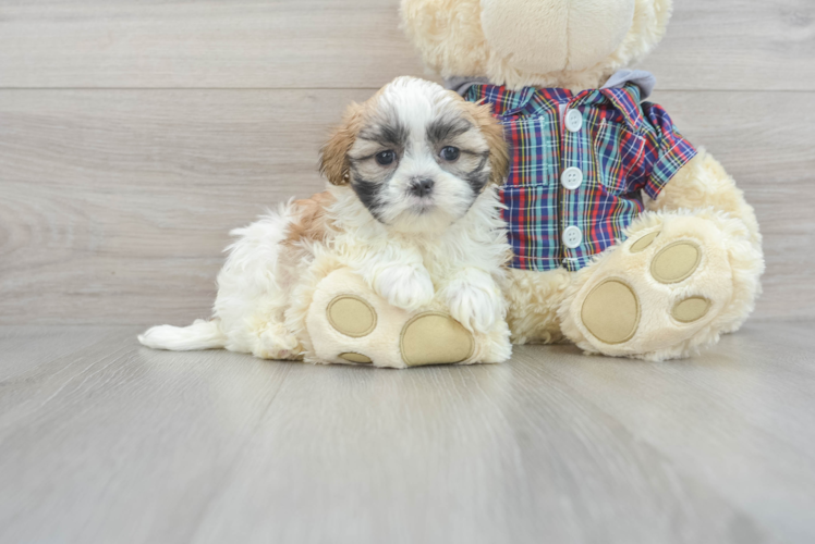 Meet Emersyn - our Teddy Bear Puppy Photo 1/3 - Puppy Love PR Little Shitzu Designer Puppy