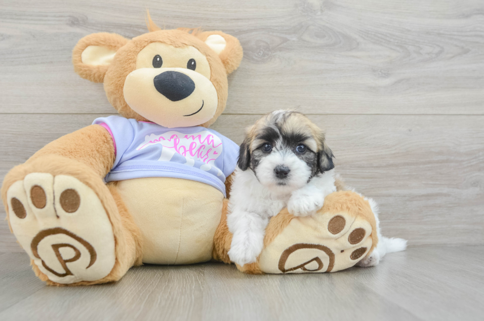 6 week old Teddy Bear Puppy For Sale - Puppy Love PR