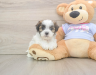 8 week old Teddy Bear Puppy For Sale - Puppy Love PR