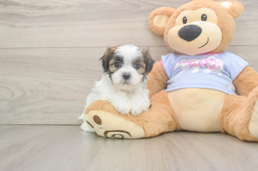 6 week old Teddy Bear Puppy For Sale - Puppy Love PR