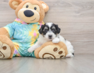 7 week old Teddy Bear Puppy For Sale - Puppy Love PR