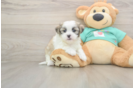 Teddy Bear Puppy for Adoption