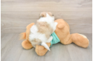 Petite Teddy Bear Designer Pup