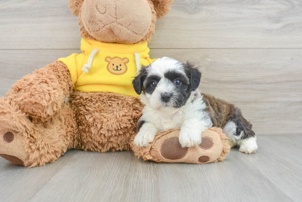 Popular Teddy Bear Designer Pup