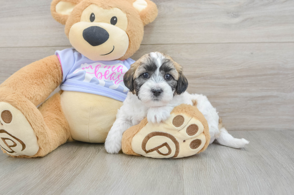 6 week old Teddy Bear Puppy For Sale - Puppy Love PR