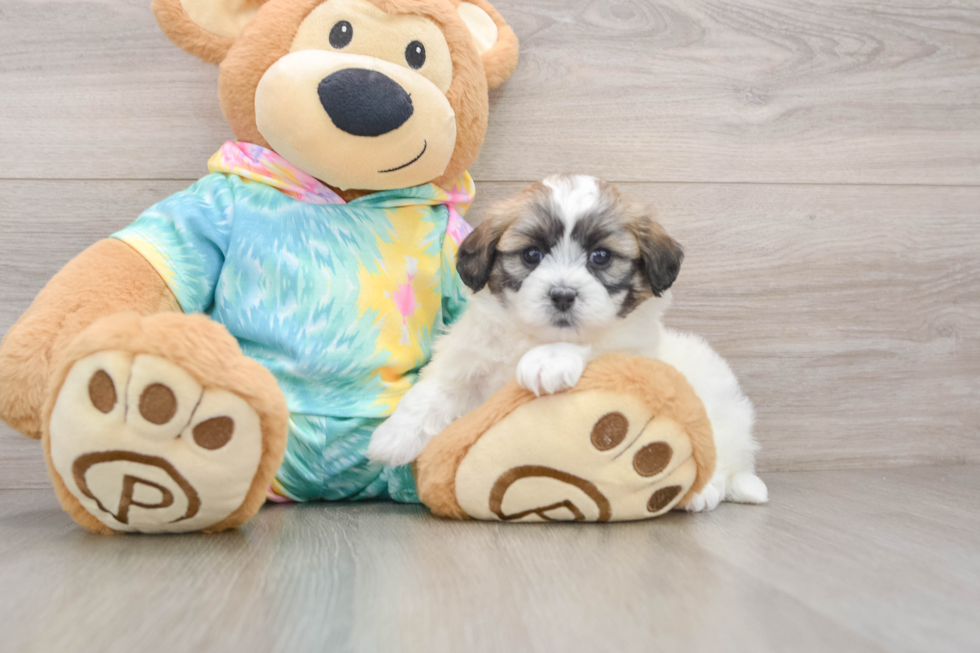 Teddy Bear Puppy for Adoption