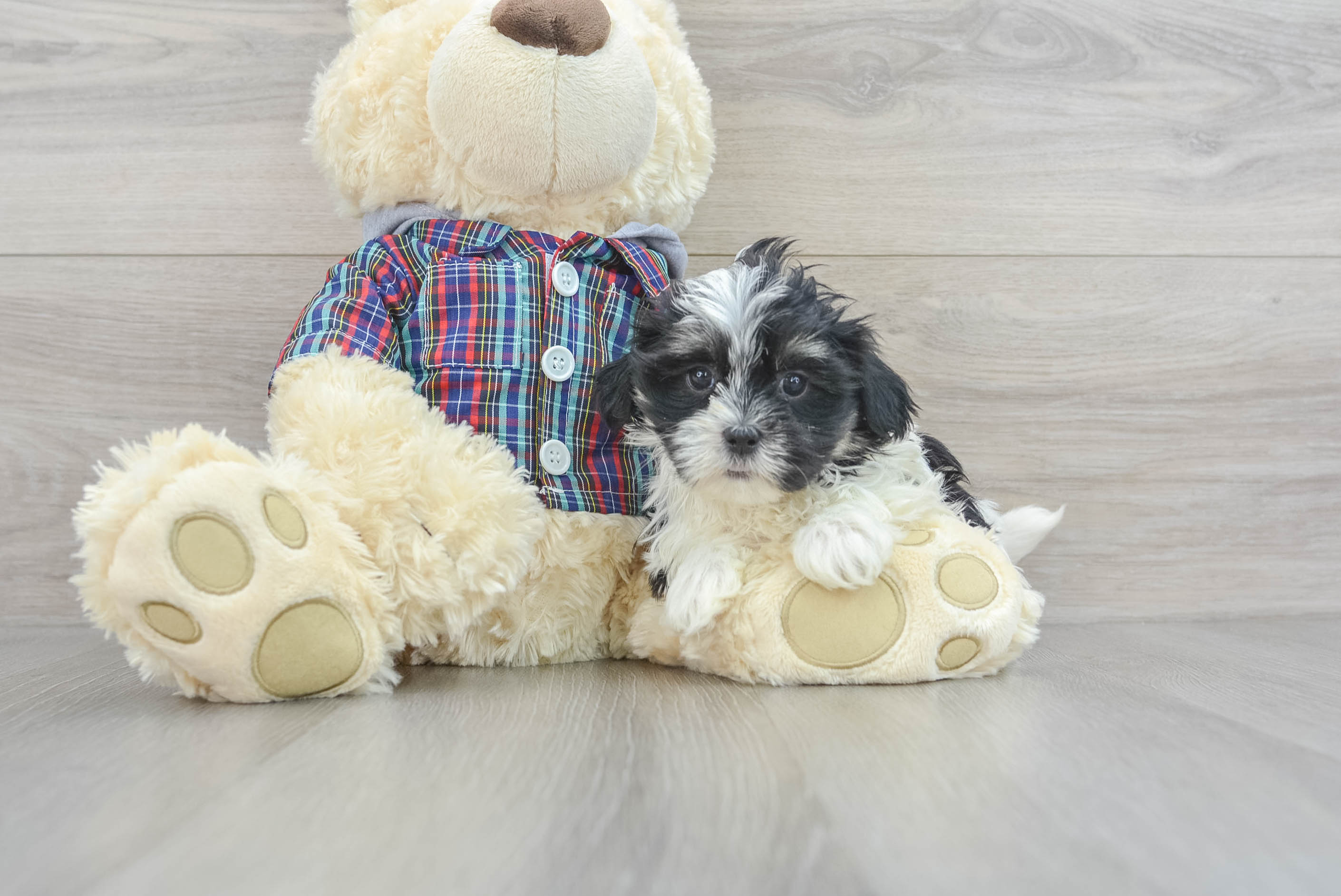 Fluffy Teddy Bear Designer Pup