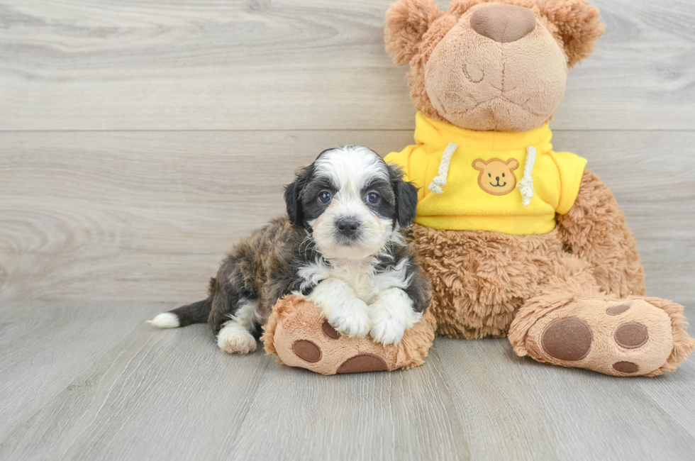 8 week old Teddy Bear Puppy For Sale - Puppy Love PR