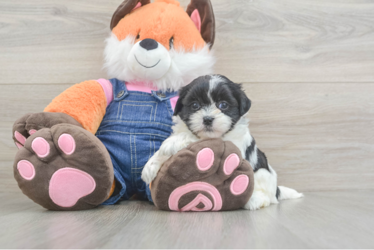 Meet Erin - our Teddy Bear Puppy Photo 1/3 - Puppy Love PR Teddy Bear Pup Being Cute