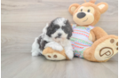 Teddy Bear Puppy for Adoption