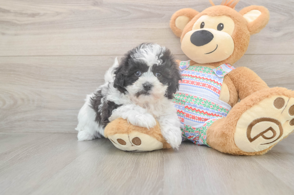 5 week old Teddy Bear Puppy For Sale - Puppy Love PR
