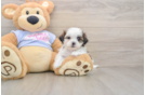Teddy Bear Puppy for Adoption