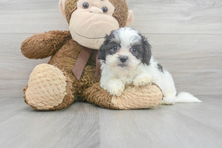 Cute Teddy Bear Designer Pup