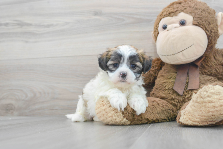 Meet Erin - our Teddy Bear Puppy Photo 1/3 - Puppy Love PR Teddy Bear Puppy for Adoption