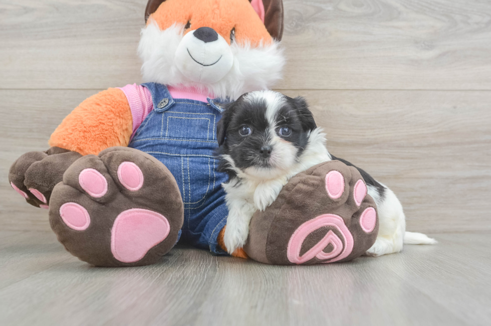 5 week old Teddy Bear Puppy For Sale - Puppy Love PR