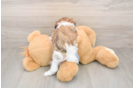 Teddy Bear Puppy for Adoption