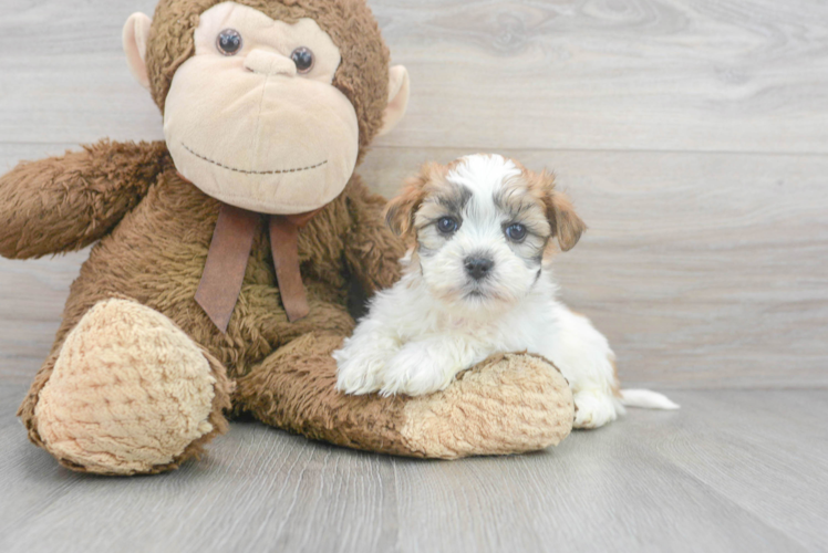 Teddy Bear Pup Being Cute