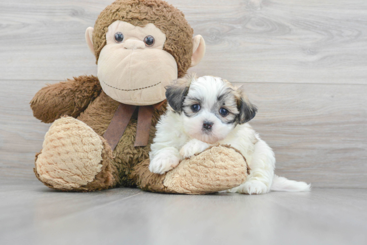 Meet Ernie - our Teddy Bear Puppy Photo 1/3 - Puppy Love PR Teddy Bear Puppy for Adoption