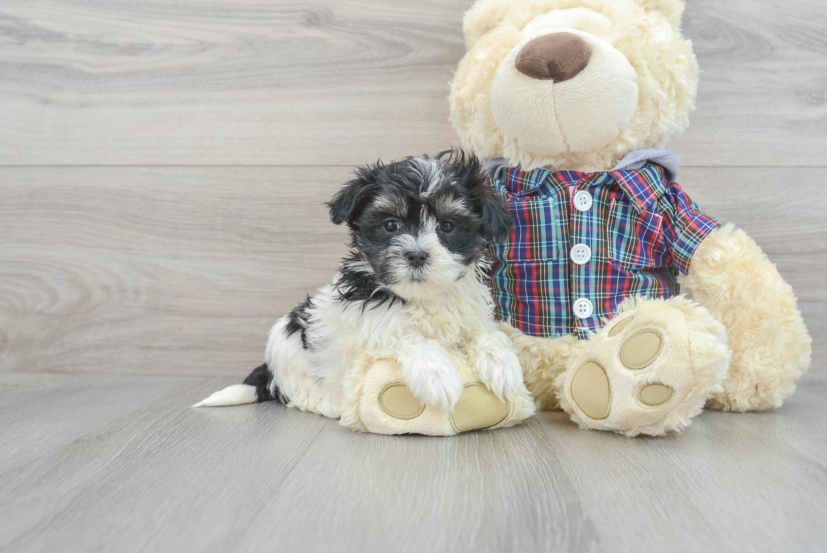 Teddy Bear Puppy for Adoption