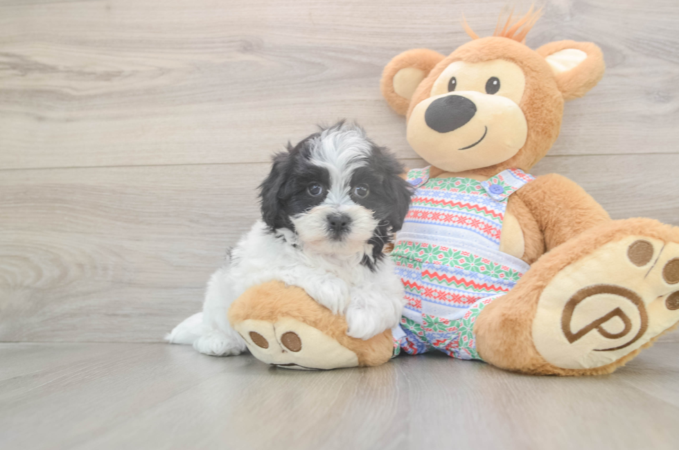 5 week old Teddy Bear Puppy For Sale - Puppy Love PR