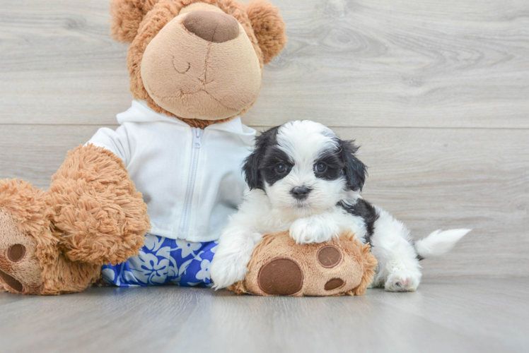 Meet Fargo - our Teddy Bear Puppy Photo 1/3 - Puppy Love PR Best Teddy Bear Baby