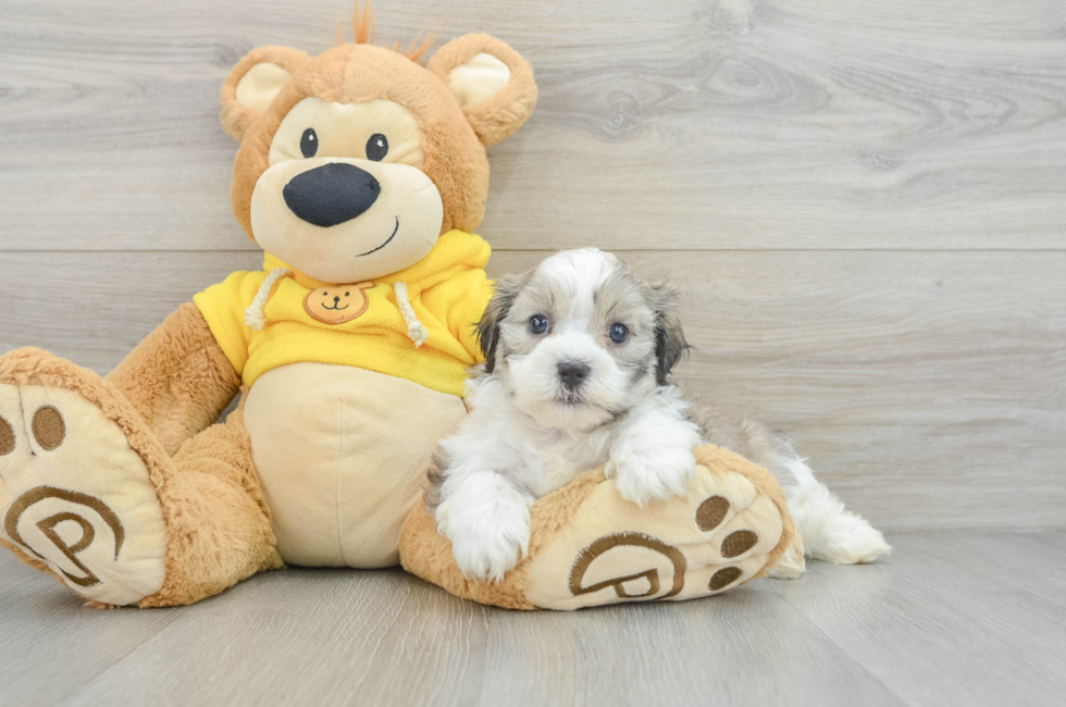 7 week old Teddy Bear Puppy For Sale - Puppy Love PR