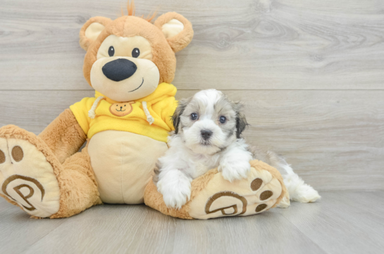 Hypoallergenic Shi Chon Designer Puppy