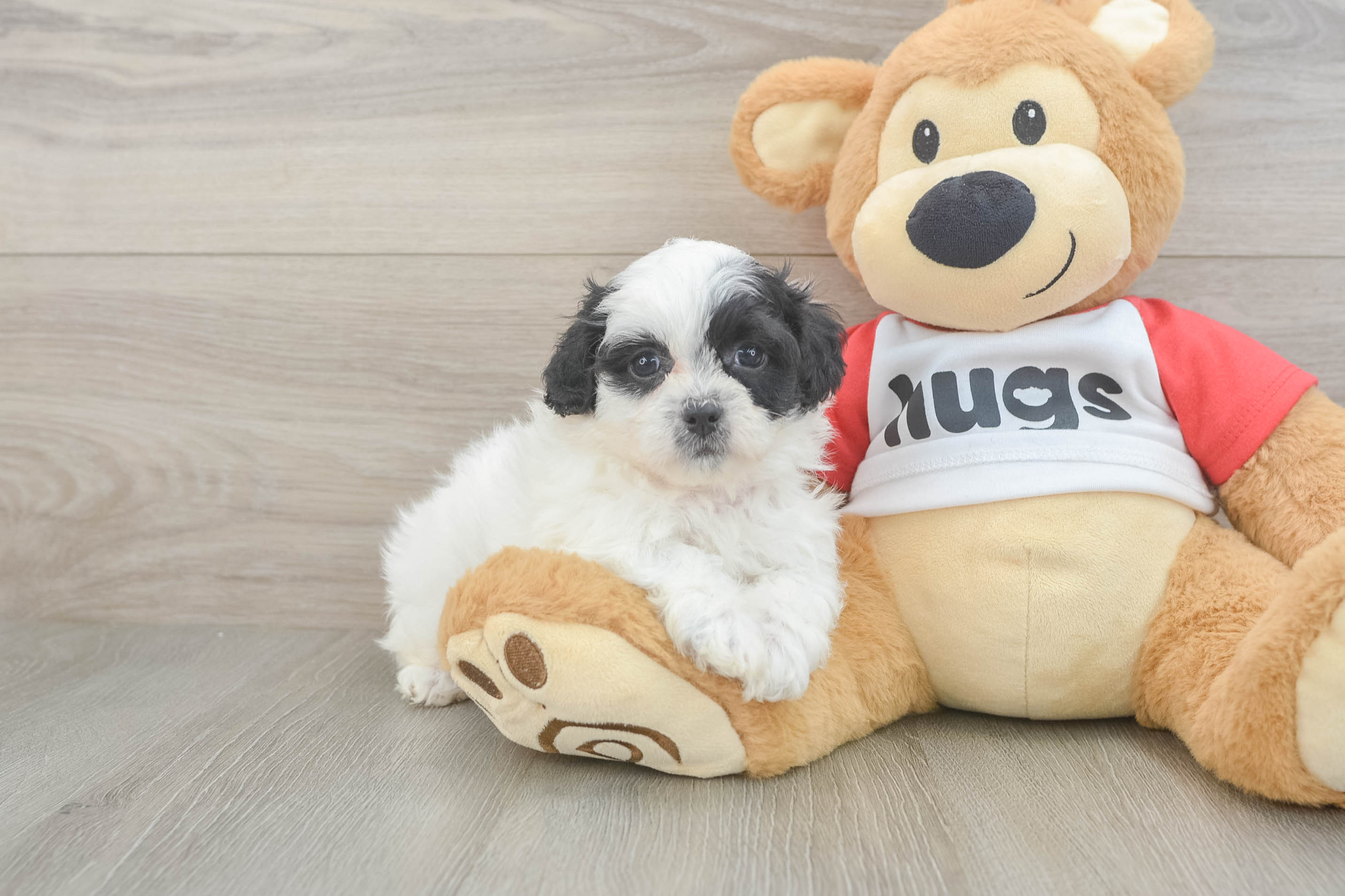 Hypoallergenic Shichon Designer Puppy