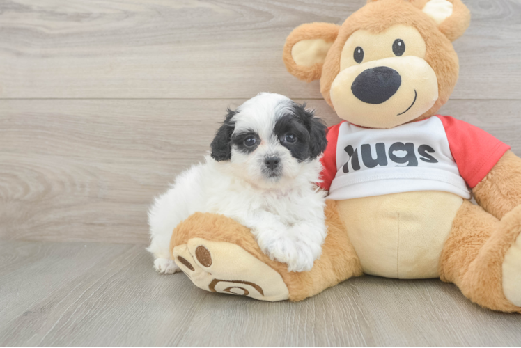 Hypoallergenic Shichon Designer Puppy