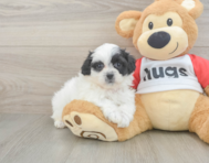 8 week old Teddy Bear Puppy For Sale - Puppy Love PR