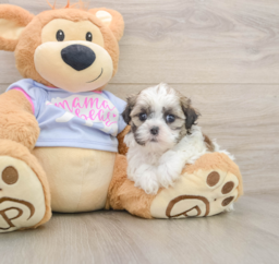 5 week old Teddy Bear Puppy For Sale - Puppy Love PR