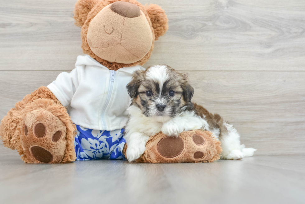 Best Teddy Bear Baby