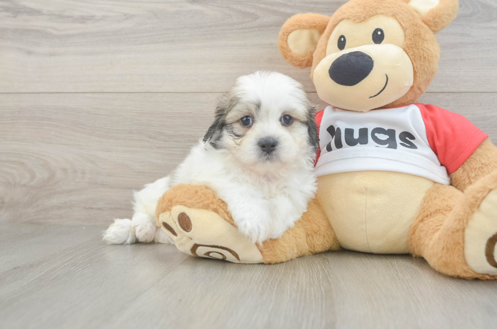 5 week old Teddy Bear Puppy For Sale - Puppy Love PR