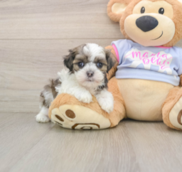 5 week old Teddy Bear Puppy For Sale - Puppy Love PR