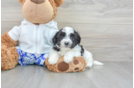 Best Teddy Bear Baby